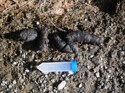 Vlk obecný, trus / gray wolf (canis lupus), scat
