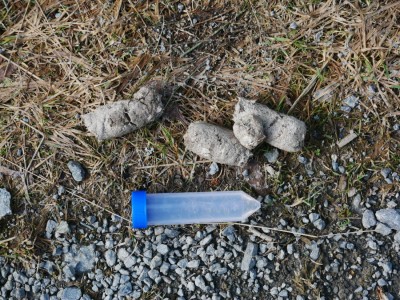 Vlk obecný, trus / gray wolf (canis lupus), scat