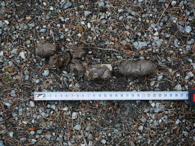 Vlk obecný, trus / gray wolf (canis lupus), scat