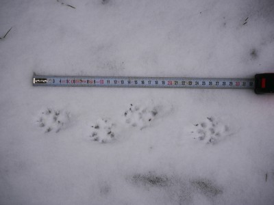 Kuna, stopy/marten, track