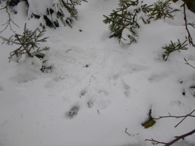 Rys ostrovid, trus / Lynx Lynx, scat