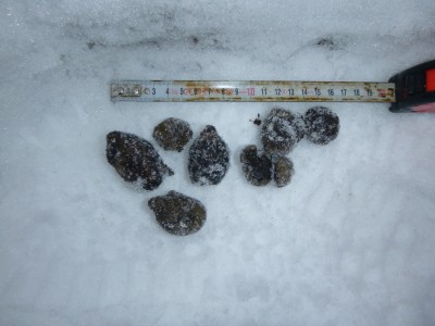 Rys ostrovid, trus / Lynx Lynx, scat