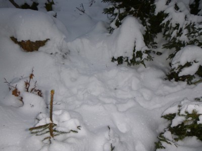Rys ostrovid, trus / Lynx Lynx, scat