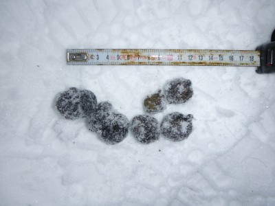 Rys ostrovid, trus / Lynx Lynx, scat