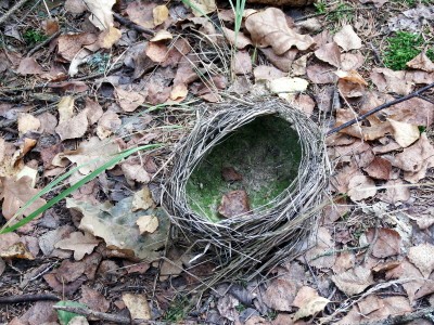 hnizdo drozd zpevny.JPG (353.91 KiB) Zobrazeno 25809 x drozd zpěvný (Turdus philomelos), hnízdo / song thrush, nest