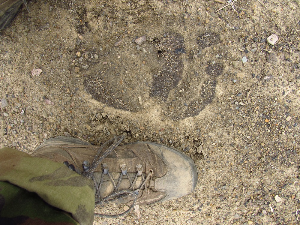 Medvěd, stopa / brown bear, track