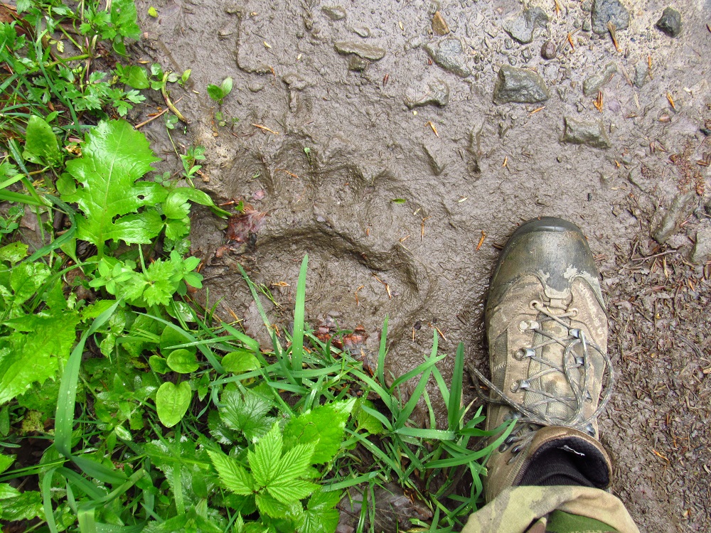 Medvěd, stopa / brown bear, track