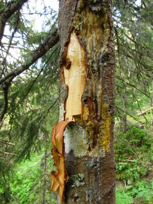 Medvěd hnědý (ursus arctos), značení teritoria / Brown bear, territorial marking