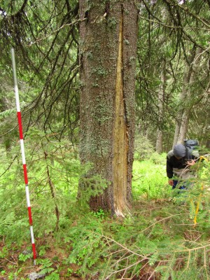 IMG_0184.JPG (552.79 KiB) Zobrazeno 17861 x Medvěd hnědý (ursus arctos), potrava / Brown bear, food
