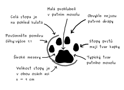 rysi stopa.png