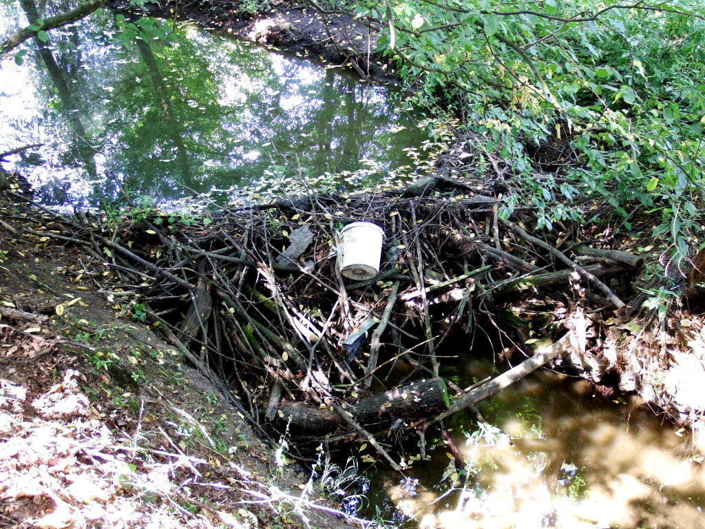 Bobří hráz / Beaver dam