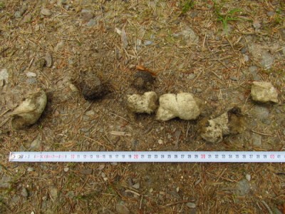 Vlk obecný, trus / gray wolf (canis lupus), scat