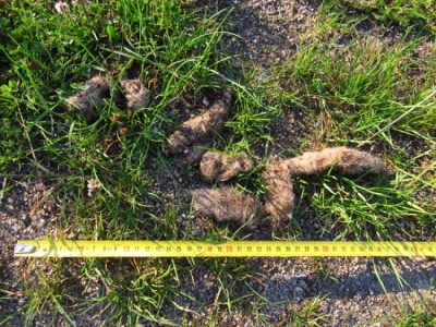 Vlk obecný, trus / gray wolf (canis lupus), scat