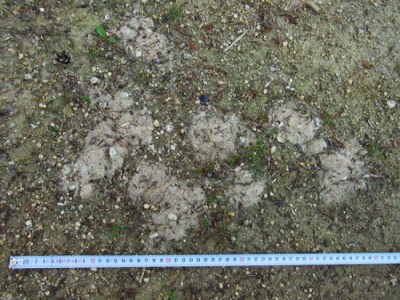Vlk obecný, trus / gray wolf (canis lupus), scat