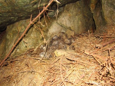 Medvěd hnědý (ursus arctos), trus / Brown bear, scat
