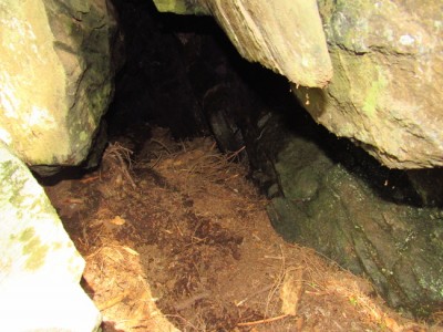 Medvěd hnědý (ursus arctos), medvědí brloh / Brown bear, bears den